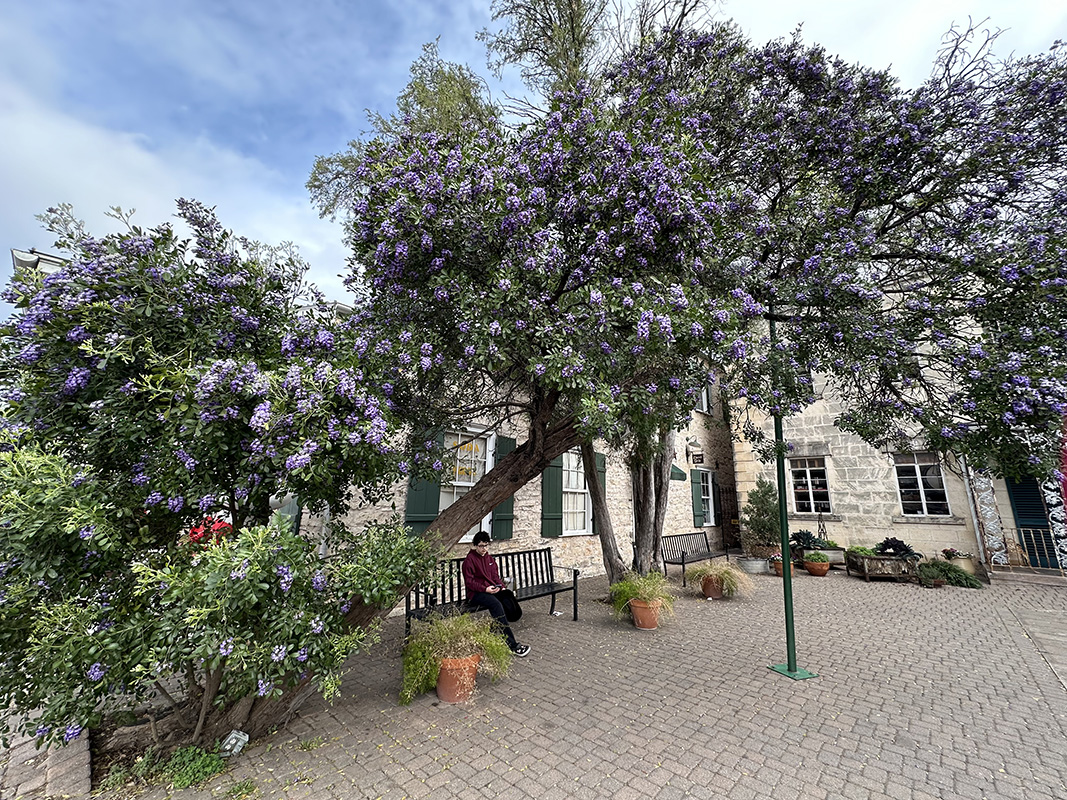 Texas Mountain Laurel