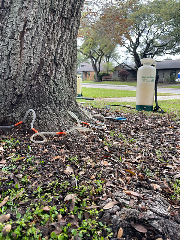 Can You Prevent Oak Wilt? Tree Care Trimming Removal Service Dallas