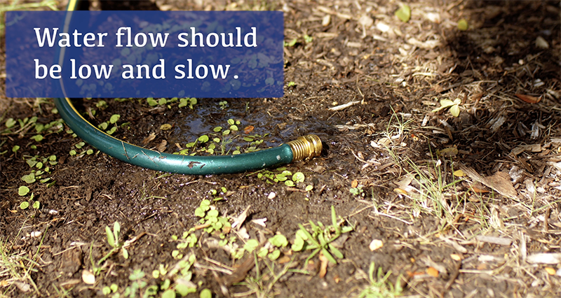 Tree Removal Using Water How to Water Your Tree During a Drought - Tree Care Trimming Removal ...