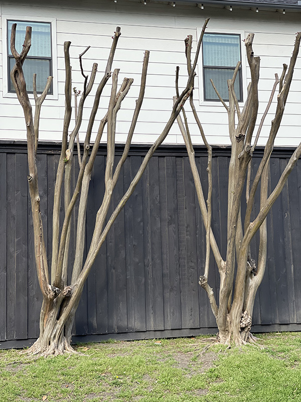 Topped crape myrtle