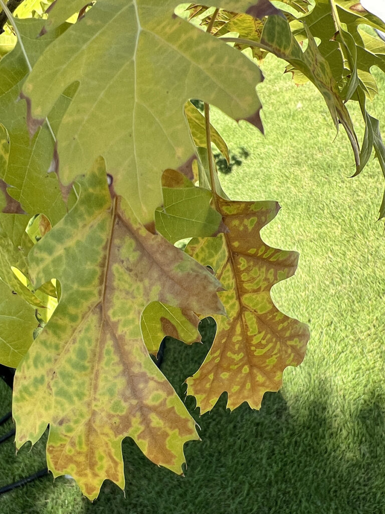 red oak tree with yellow, browning leaves showing drought damage
