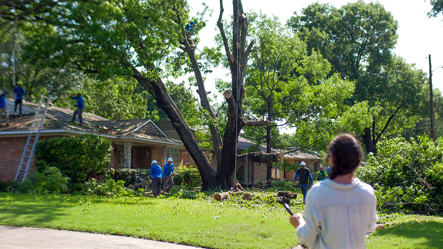 Richardson Tree Removal