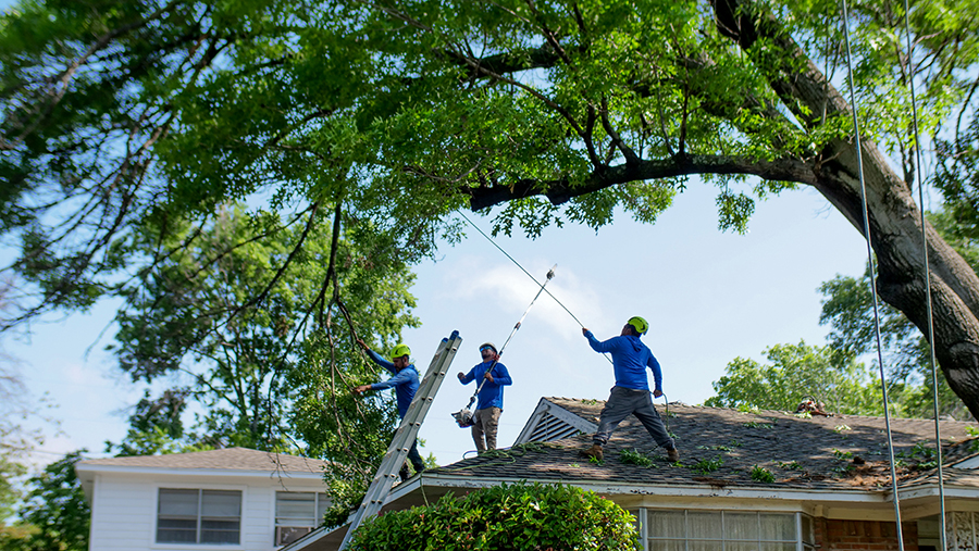 Richardson Tree Trimming