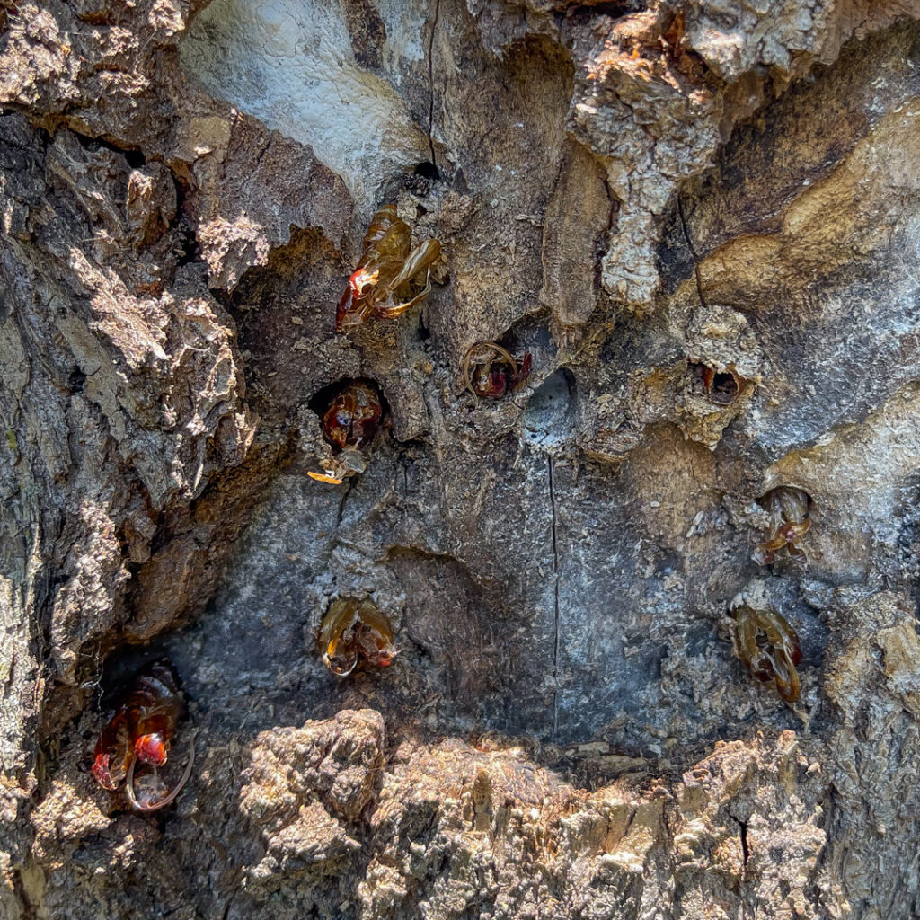 Exuviae Borer exit holes