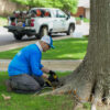 Texas Tree Surgeons TDA Licensed Tree Health Care Technician drilling into the tree so he can inject a fungicidal chemical for treating oak wilt.