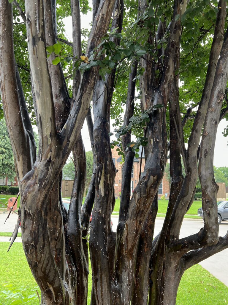 Crape myrtle, crepe myrtle with insect and disease