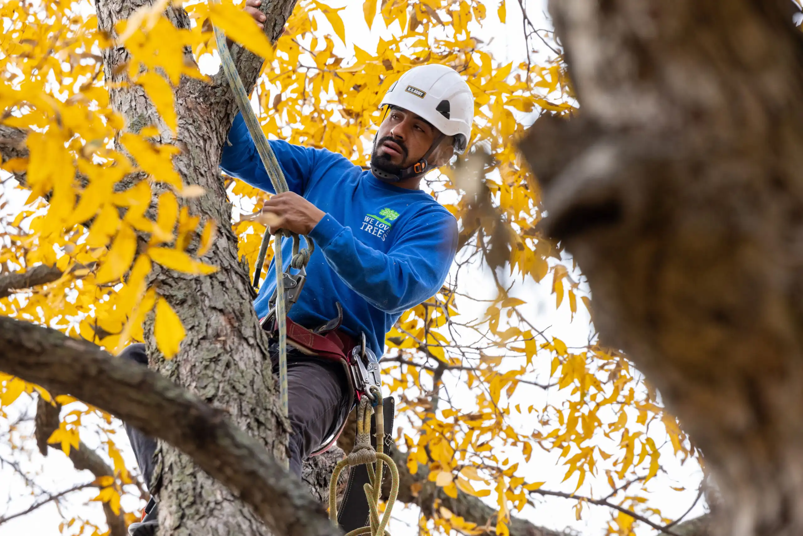 Tree Trimming - Tree Care Trimming Removal Service Dallas Texas Tree ...