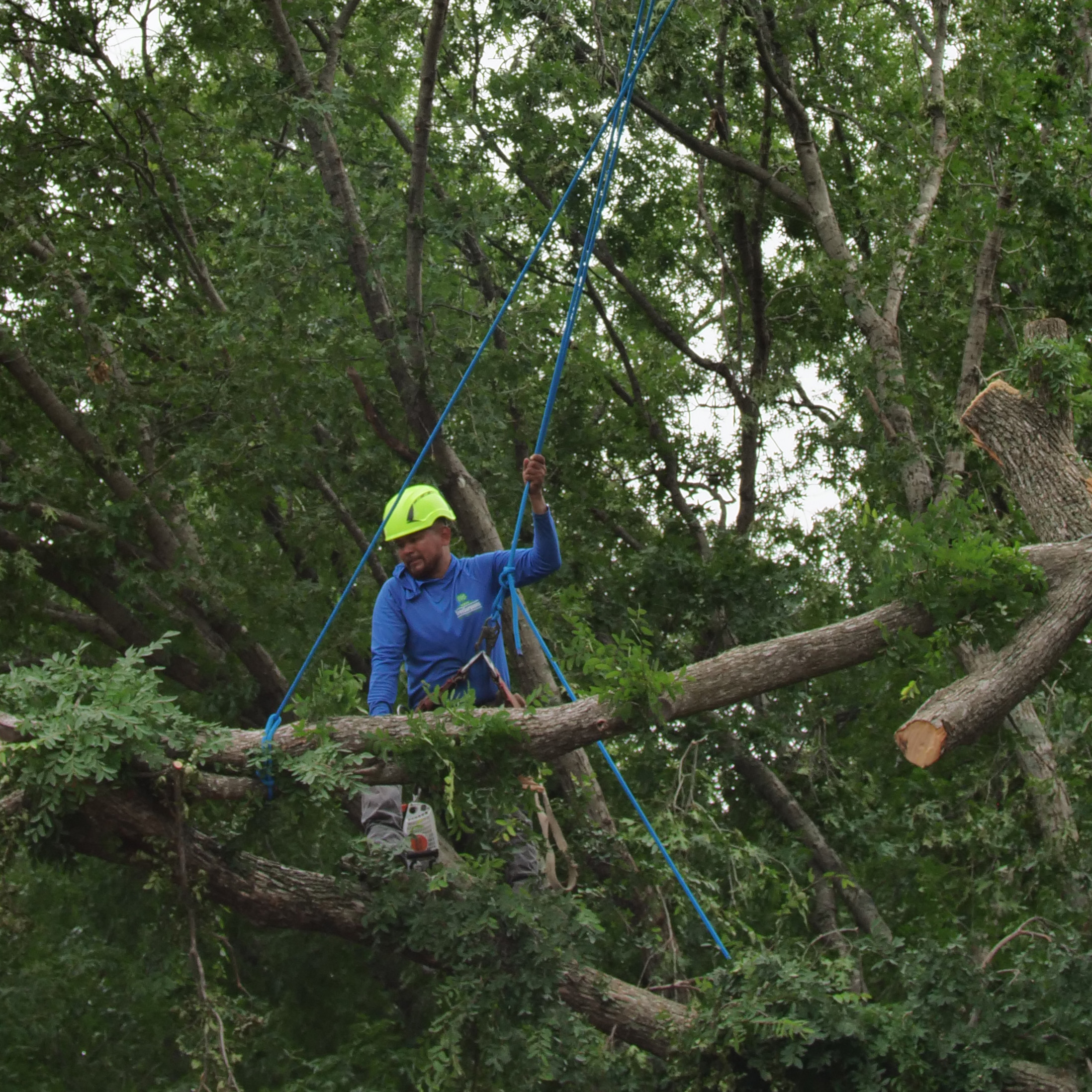 Garland Tree Removal