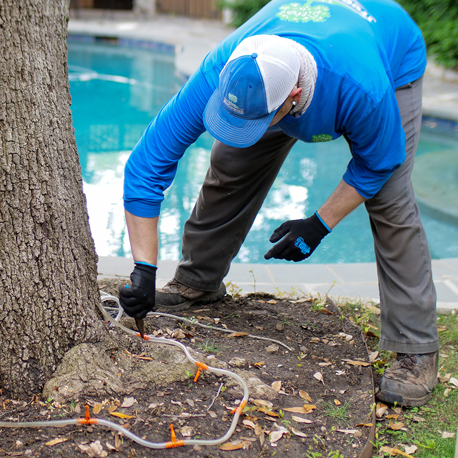 Frisco Tree Health Care