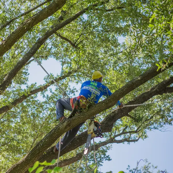Frisco Tree Trimming