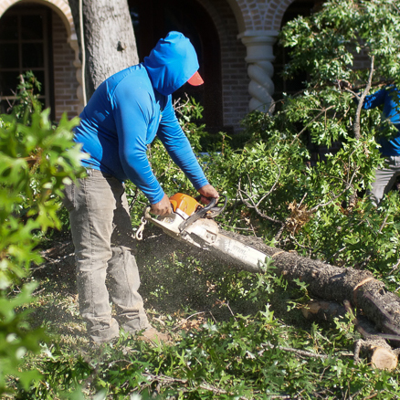 Carrollton Tree Removal