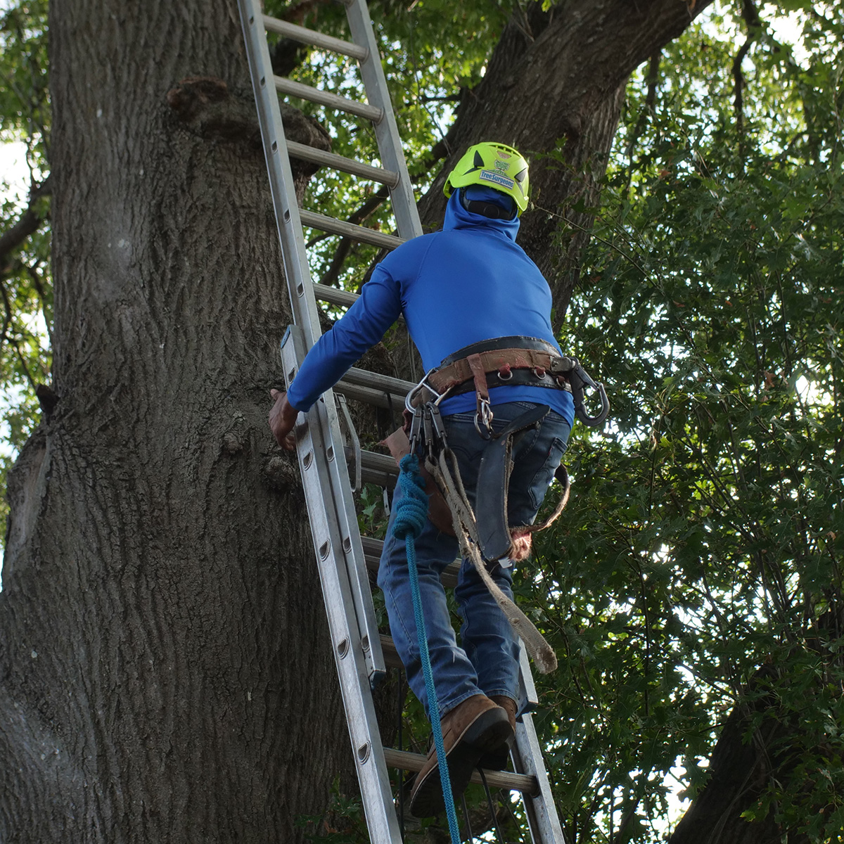 Carrollton Tree Trimming