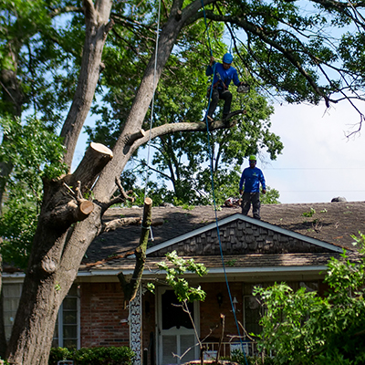 Lewisville Tree Removal