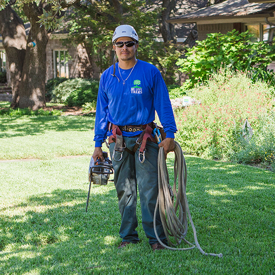 Lewisville Tree Trimming