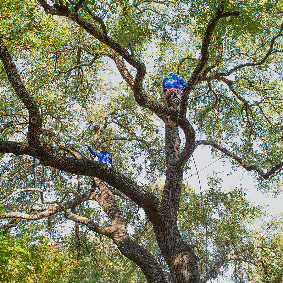 Murphy Tree Trimming