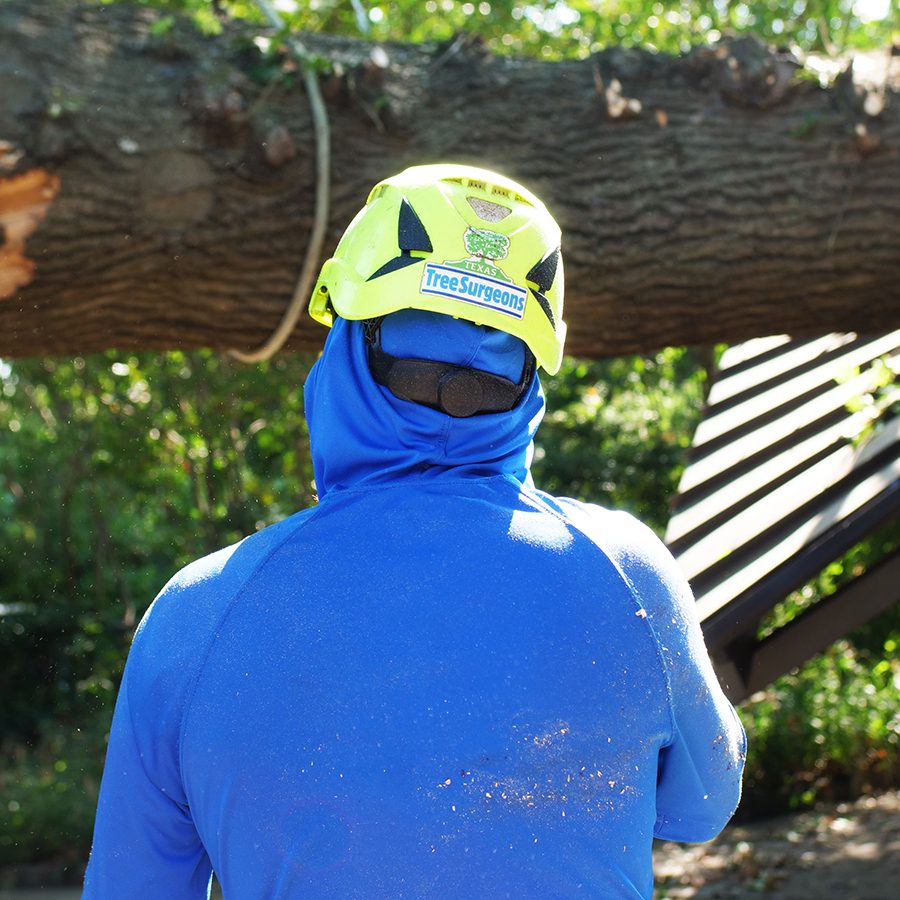 Trophy Club Tree Removal