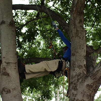 Allen Tree Trimming