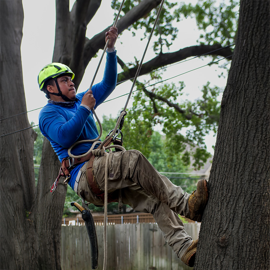 Addison Tree Trimming