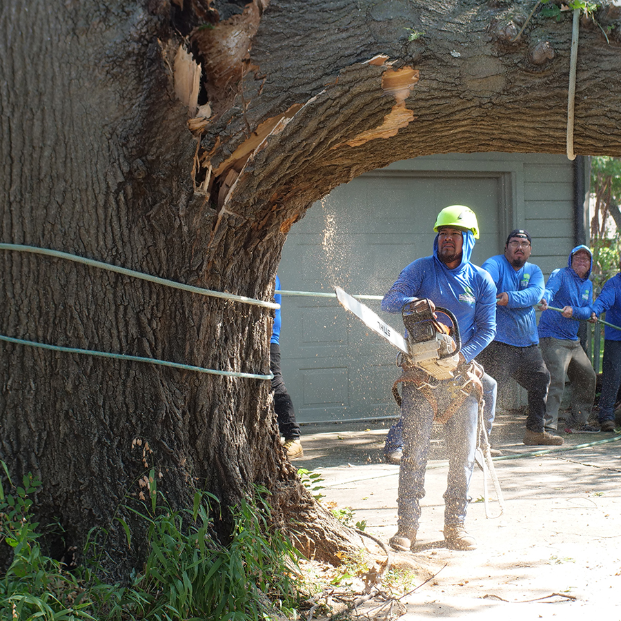 Addison Tree Removal