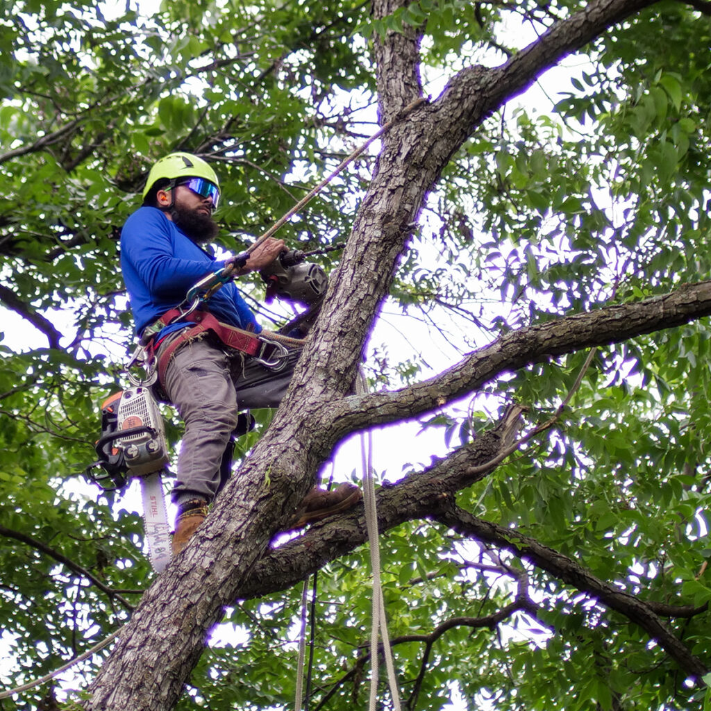 TREE SUPPORT SERVICES