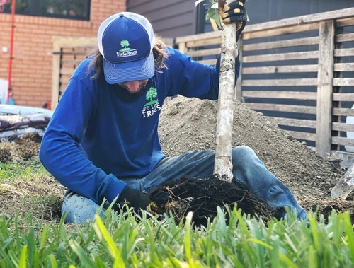 Tree Planting