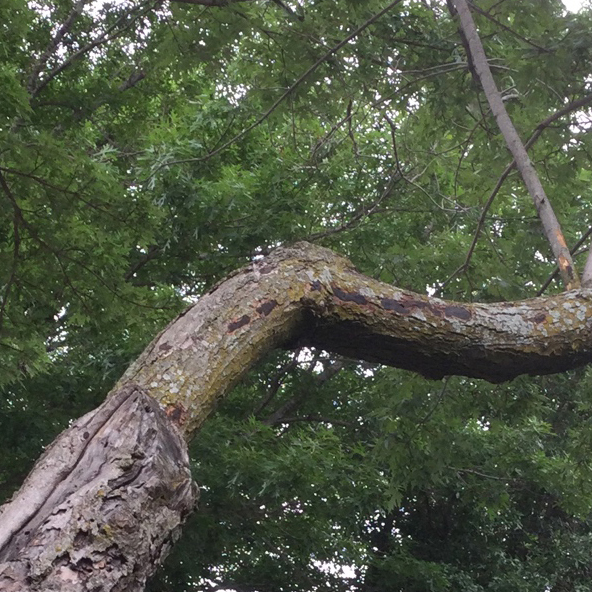 Maple tree with Hypoxylon Canker on its branch
