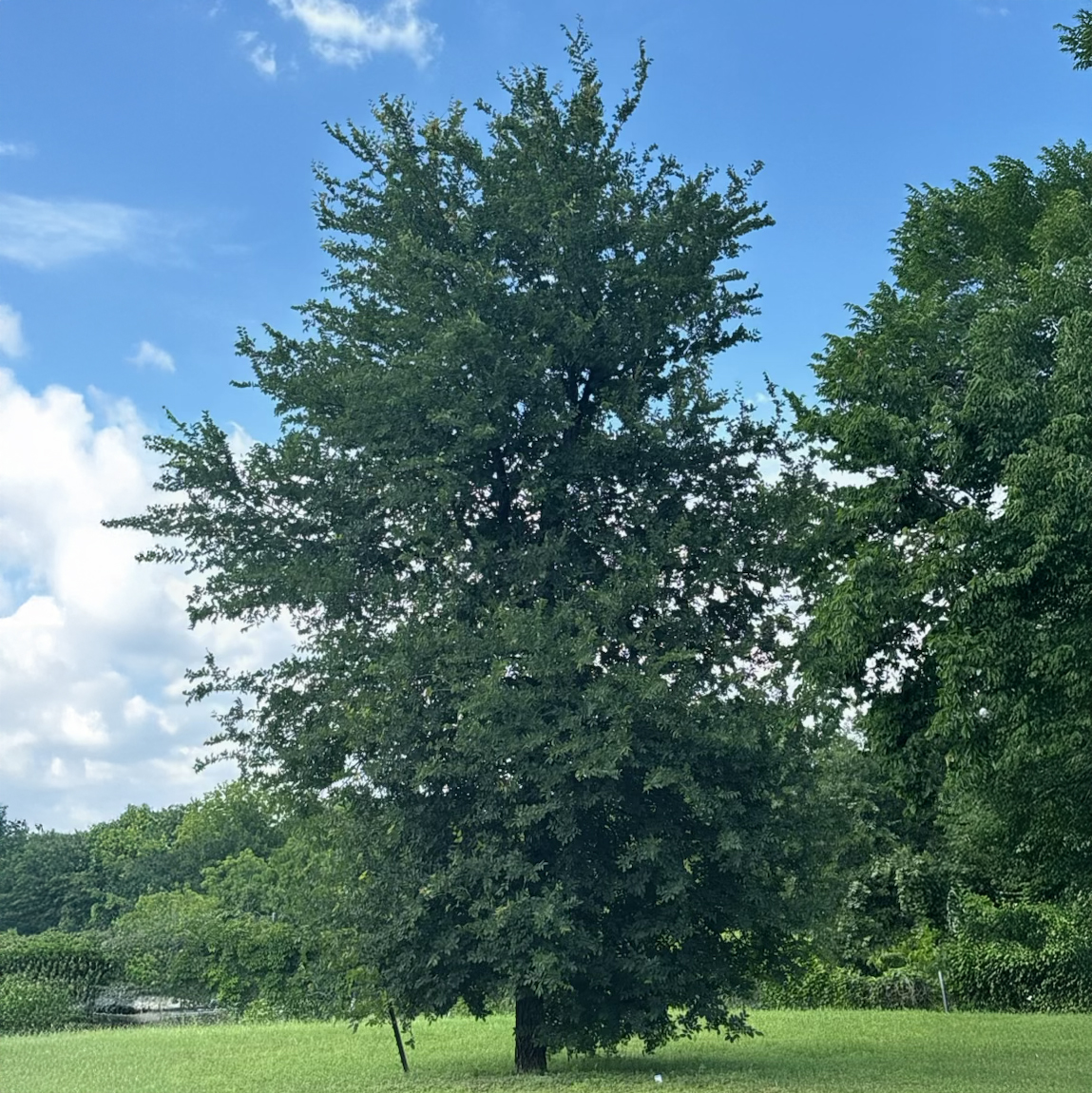 Cedar Elm