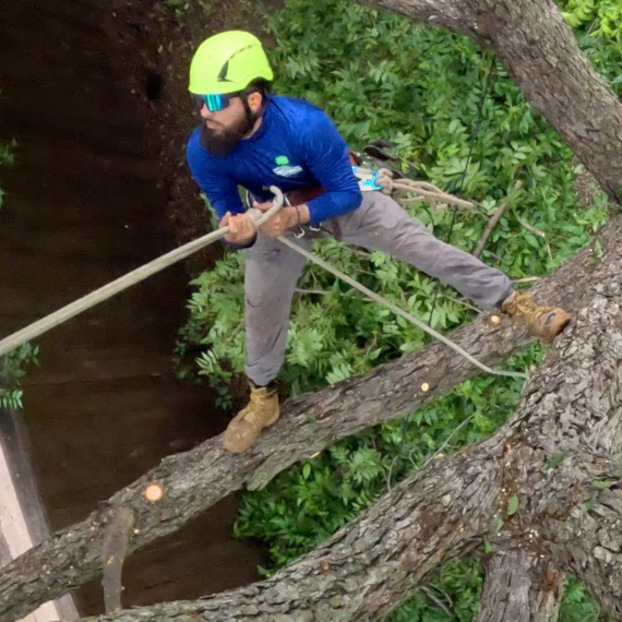 Euless Tree Removal