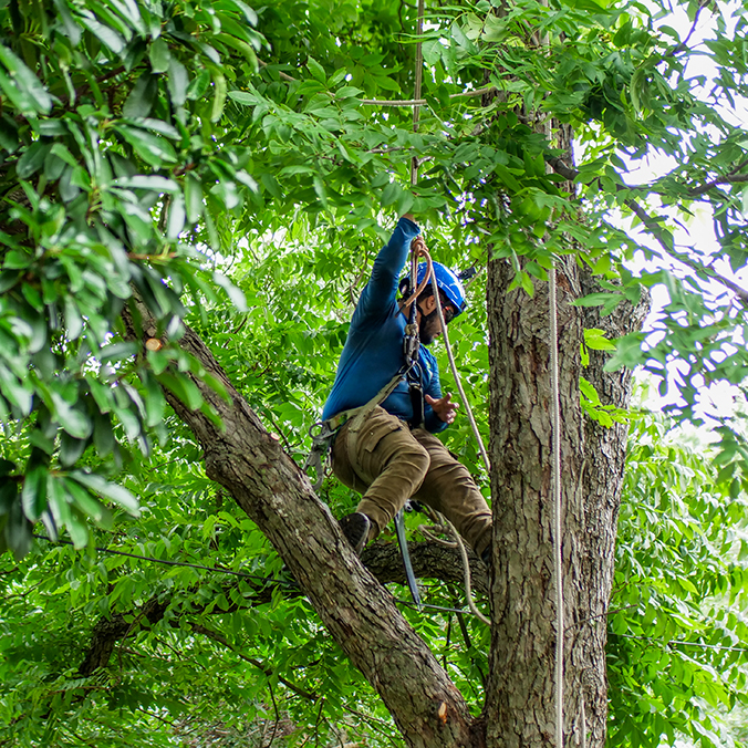 Euless Tree Trimming