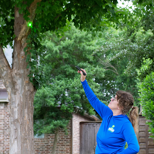 Euless Arborist Services