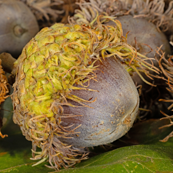 Bur Oak