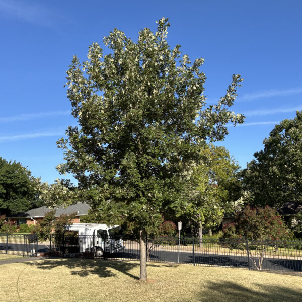 Bur Oak