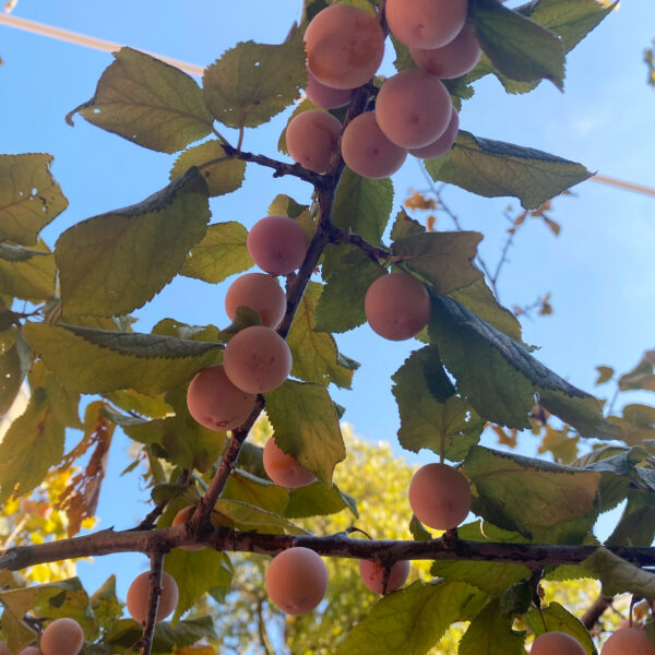 Mexican Plum