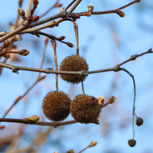 Sycamore