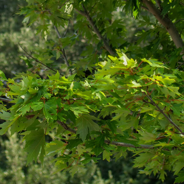 Shantung Maple