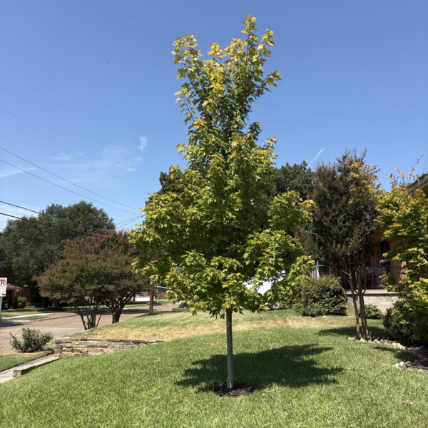 Sycamore