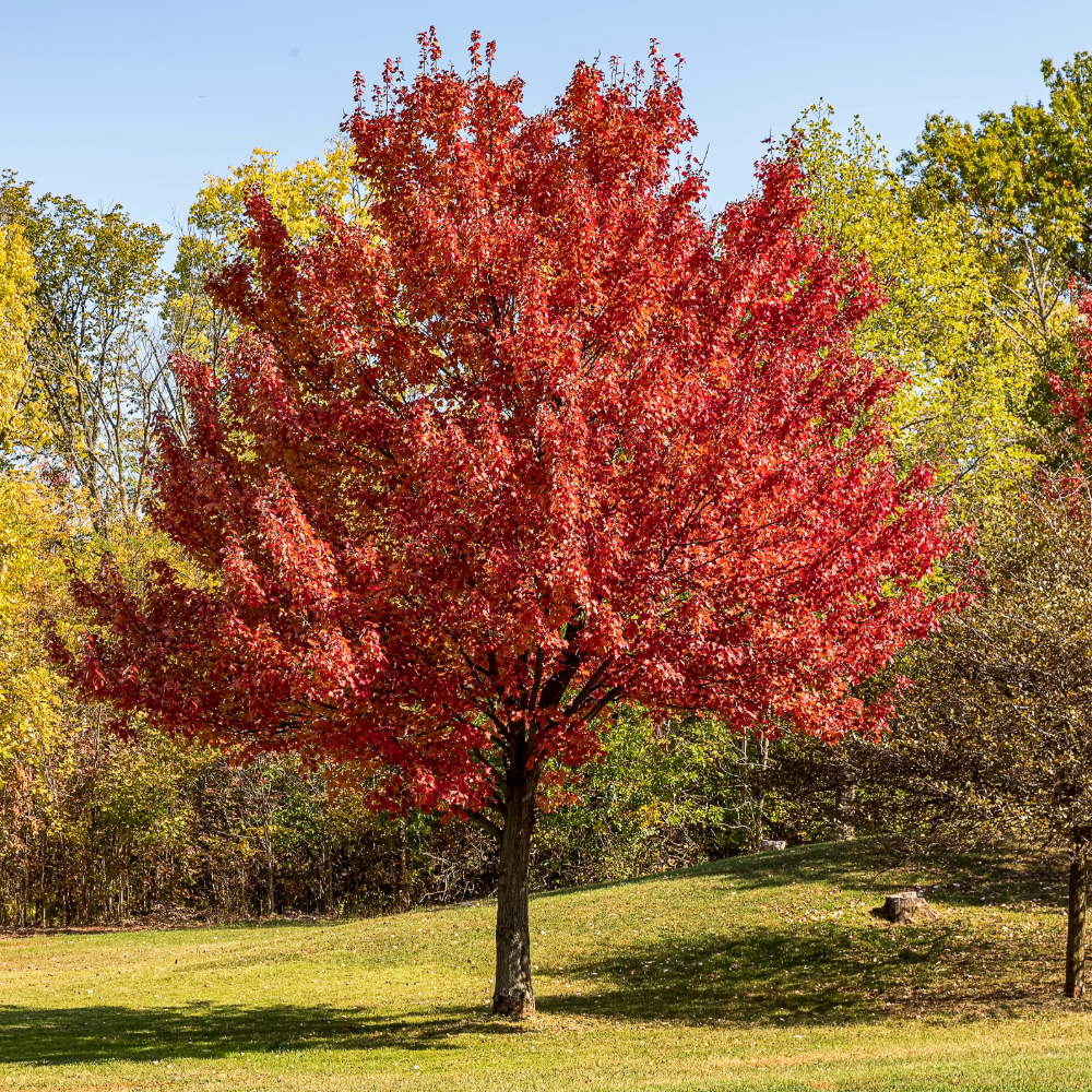 Shantung Maple