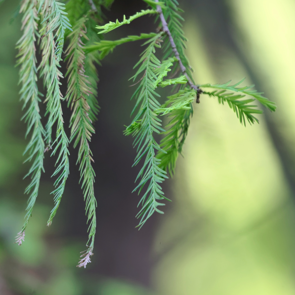 Montezuma Cypress