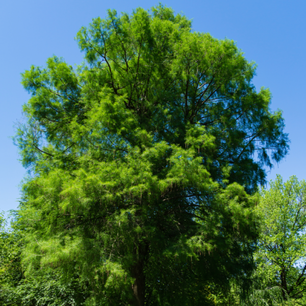 Montezuma Cypress