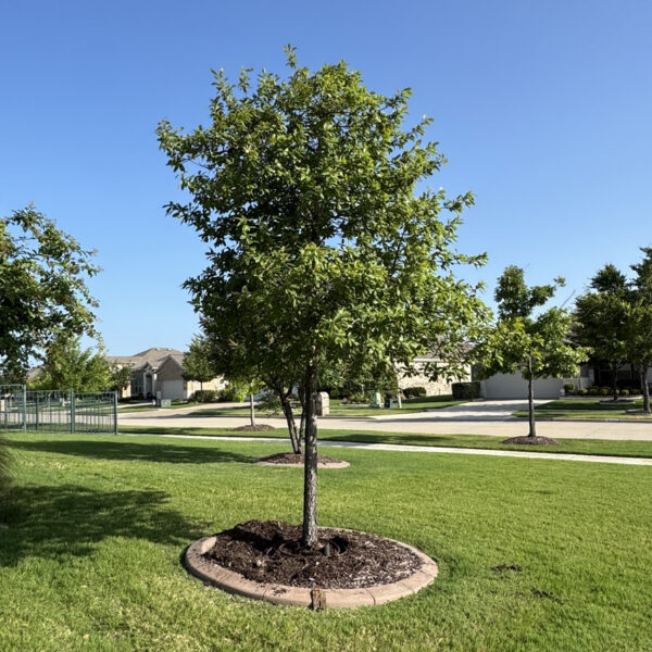 Cedar Elm