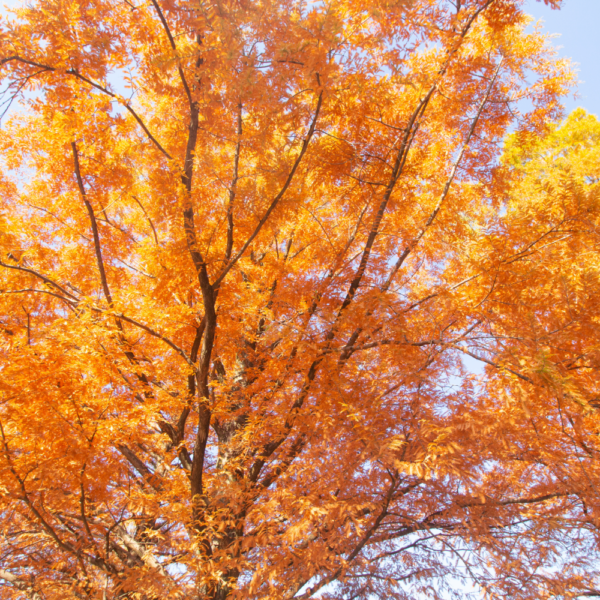 Bald Cypress