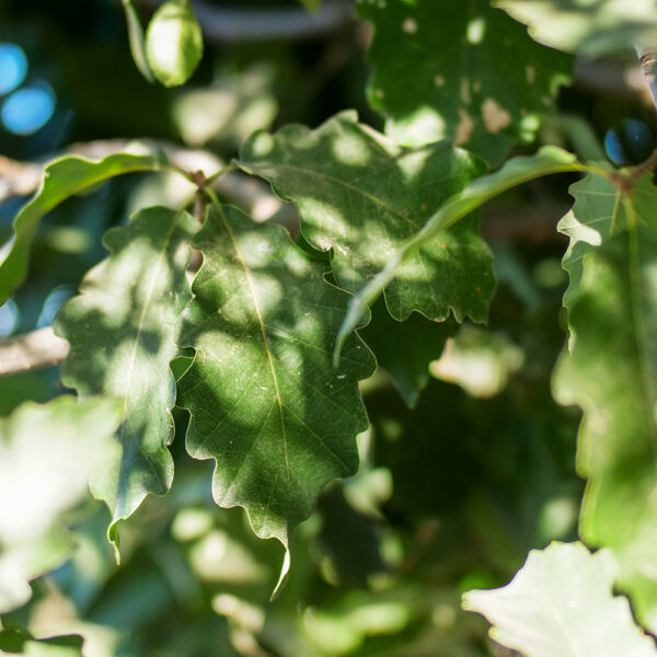 Chinquapin Oak