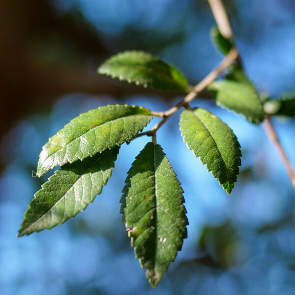 Cedar Elm