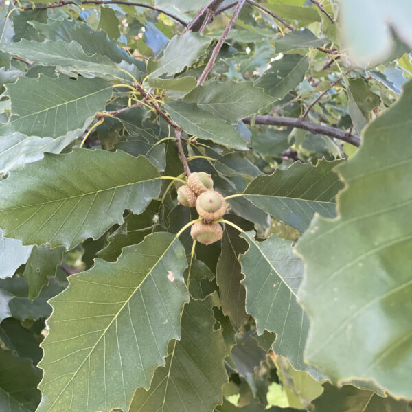 Chinquapin Oak