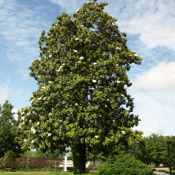 Southern Magnolia