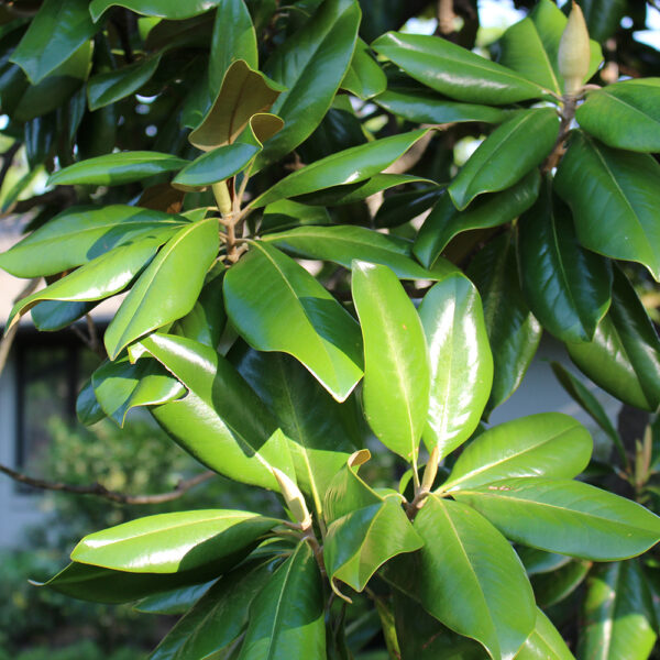 Southern Magnolia