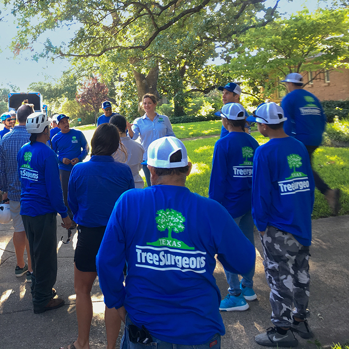 Grand Prairie Tree Trimming