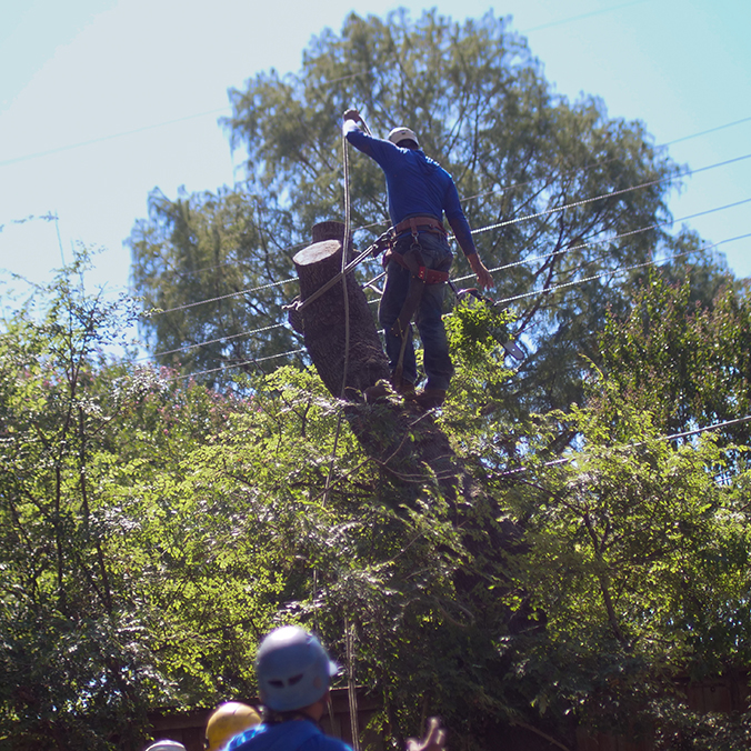 Grand Prairie Tree Removal