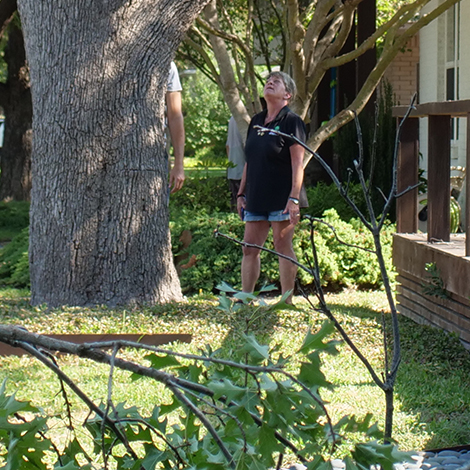 Grand Prairie Arborist Services
