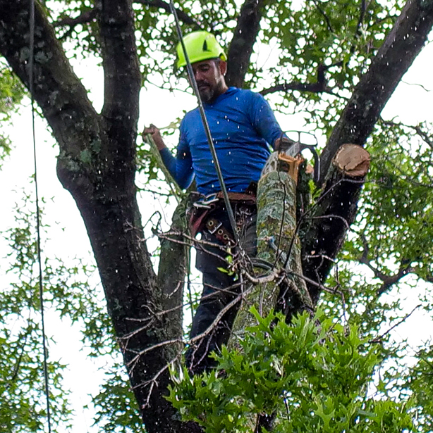 Flower Mound Tree Trimming